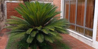 Casa - vila paulista