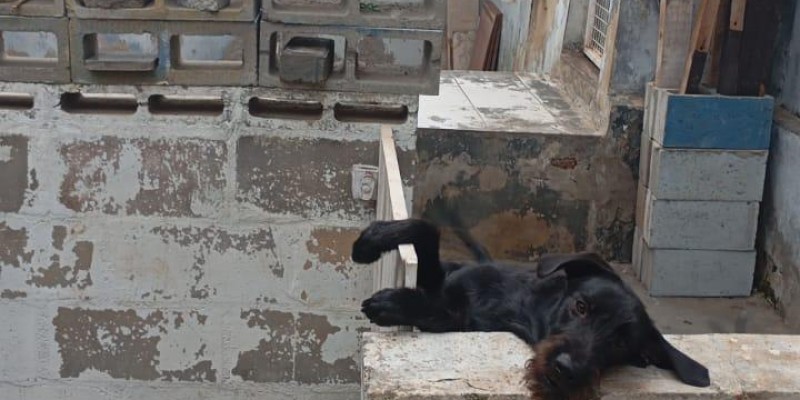 Casa térrea - vila santa lucia - Foto 13